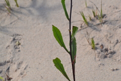 Solidago hispida huronensis