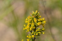 Solidago hispida huronensis