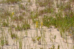 Solidago hispida huronensis