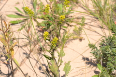 Solidago hispida huronensis