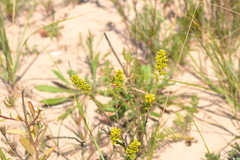 Solidago hispida huronensis