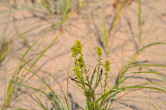 Solidago hispida huronensis