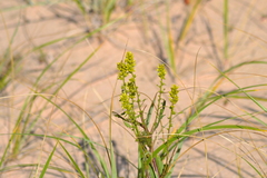 Solidago hispida huronensis