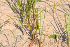 Solidago hispida huronensis