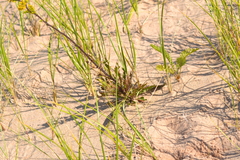 Solidago hispida huronensis