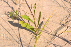 Solidago hispida huronensis