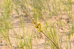 Solidago hispida huronensis