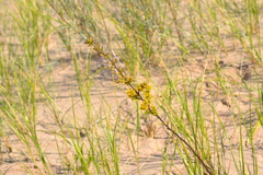 Solidago hispida huronensis