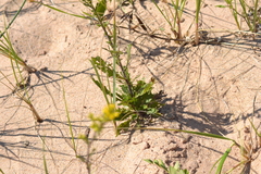 Solidago hispida huronensis