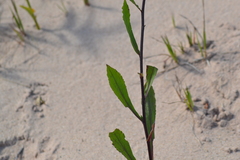 Solidago hispida huronensis