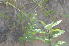 Solidago gillmanii