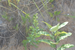 Solidago gillmanii
