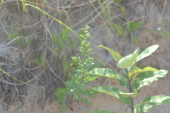 Solidago gillmanii