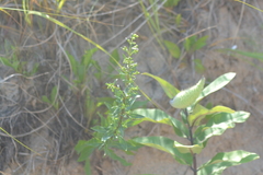 Solidago gillmanii