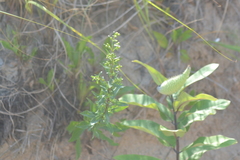 Solidago gillmanii