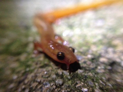 Chamberlain's Dwarf Salamander