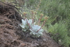 Britton's Dudleya - Photo (c) Cristian A. D. Meling L., some rights reserved (CC BY-NC-SA), uploaded by Cristian A. D. Meling L.
