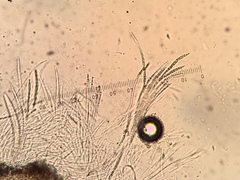 Pseudosagedia rhaphidosperma