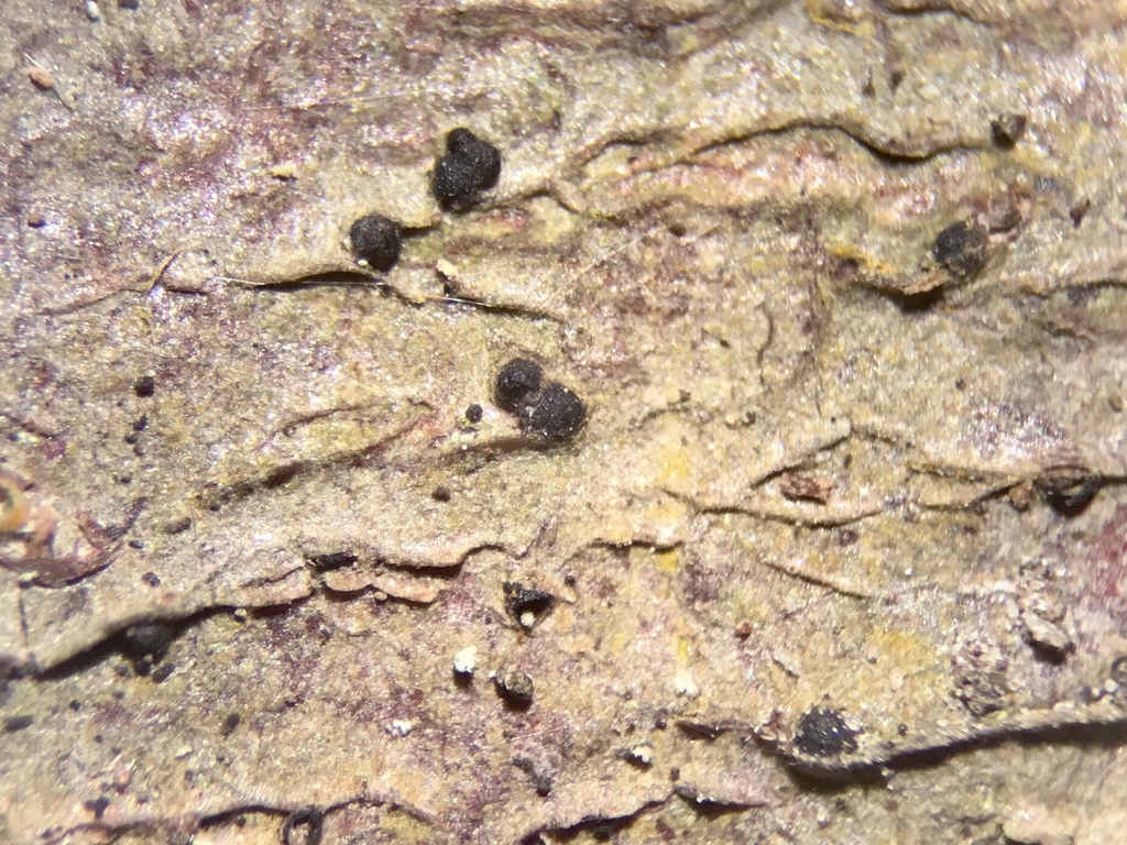Big-spore dusk lichen