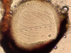 Pseudosagedia rhaphidosperma