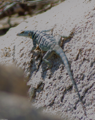 Petrosaurus thalassinus