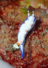 Hypselodoris peasei