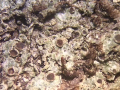 Rinodina dolichospora