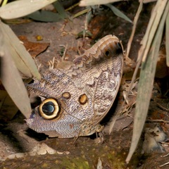 Caligo brasiliensis