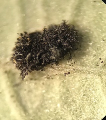 Phragmidium violaceum