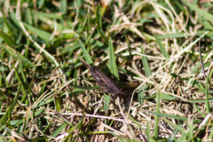 Tettigidea