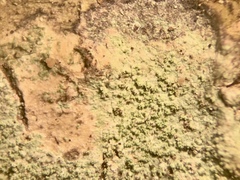 Neoprotoparmelia amerisidiata