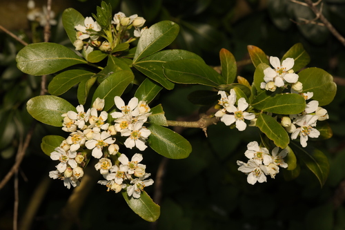 Choisya ternata