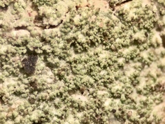 Neoprotoparmelia amerisidiata