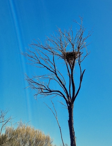 Osprey