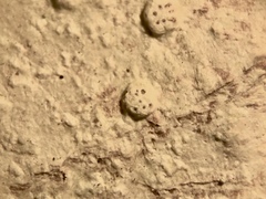 Pertusaria subpertusa