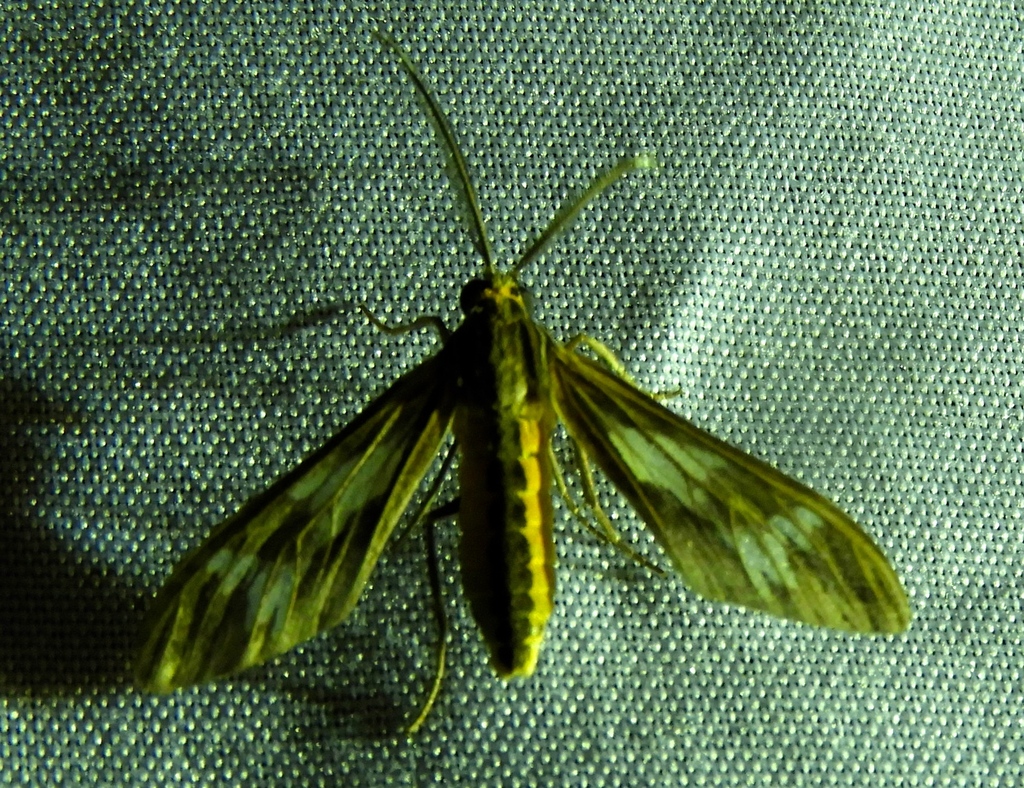 Psilopleura vittata
