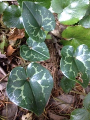 Hexastylis shuttleworthii