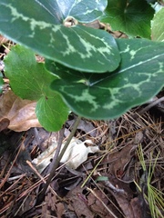 Hexastylis shuttleworthii