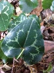 Hexastylis shuttleworthii