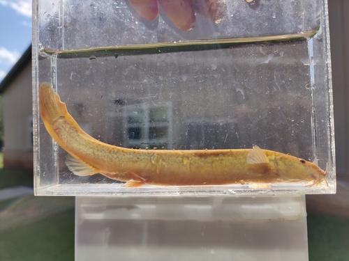 Oriental weatherfish (Misgurnus anguillicaudatus) — Cobitidae — 3