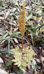 Sceptridium ternatum