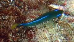 Plectroglyphidodon johnstonianus