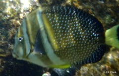 Acanthurus guttatus