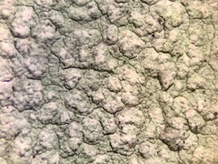 Phlyctis boliviensis