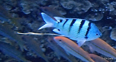 Abudefduf abdominalis