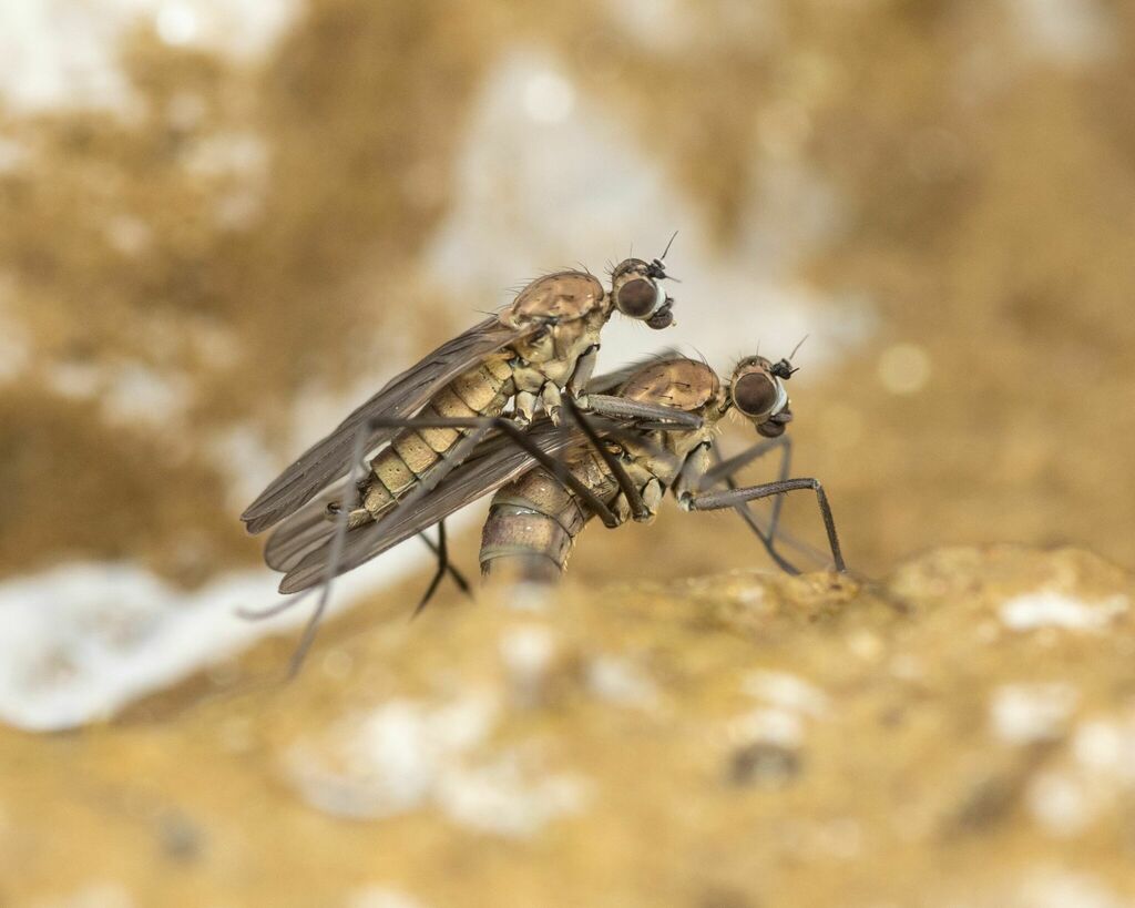 Trichoclinocera