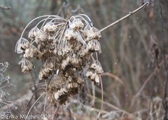 Angelica atropurpurea