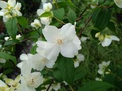 Magnoliopsida