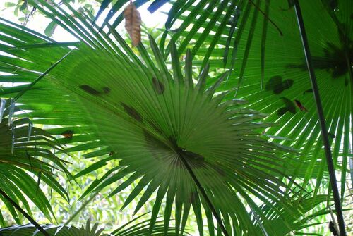 White Elephant Palm (Kerriodoxa elegans)