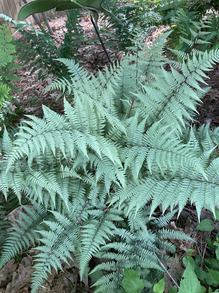 ghost painted fern